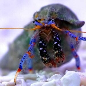 Blue Leg Hermit Crab