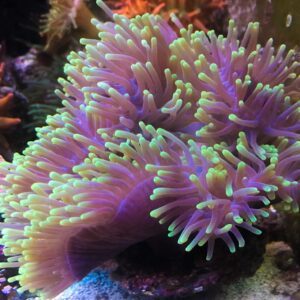 Ritteri Magnificent Anemone