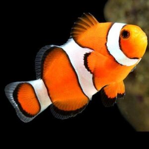 Ocellaris clownfish