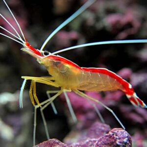 Scarlet Skunk Cleaner Shrimp
