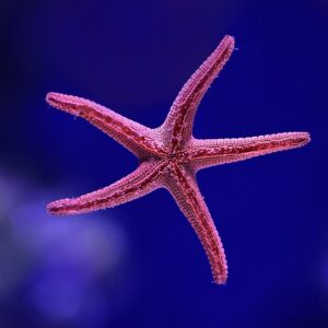 Orange Linckia Starfish