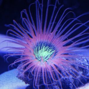 Tube Anemone