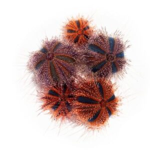 Tuxedo Sea Urchin