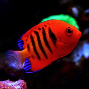 Flame Angelfish