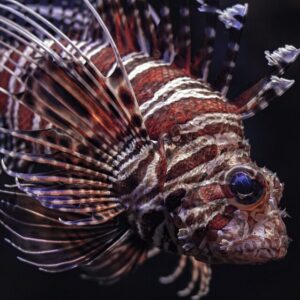 Volitan Lionfish