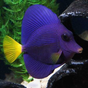 Purple Tang Zebrasoma xanthurum