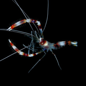 Coral banded Boxer shrimp