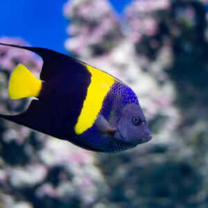 Asfur angelfish Arabian angel