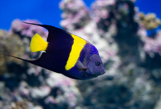 Asfur angelfish Arabian angel