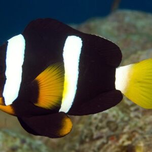 Clarkii Clownfish