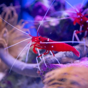 Blood Red Fire Shrimp